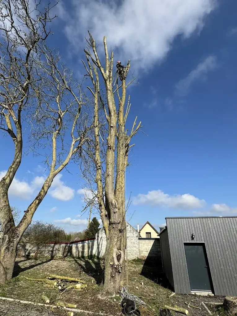 Grand arbre à proximité d'un bâtiment ancien à Conty